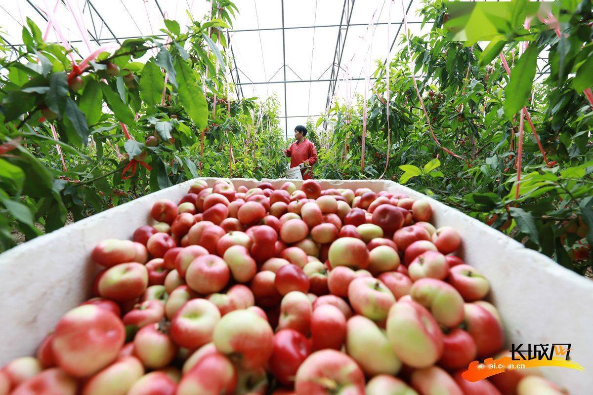 高清组图|河北内丘:大棚油蟠桃抢"鲜"上市啦_官庄镇