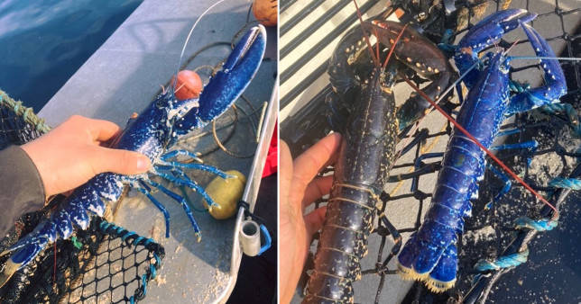 幸运渔民捕获罕见蓝色龙虾几率只有200万分之一