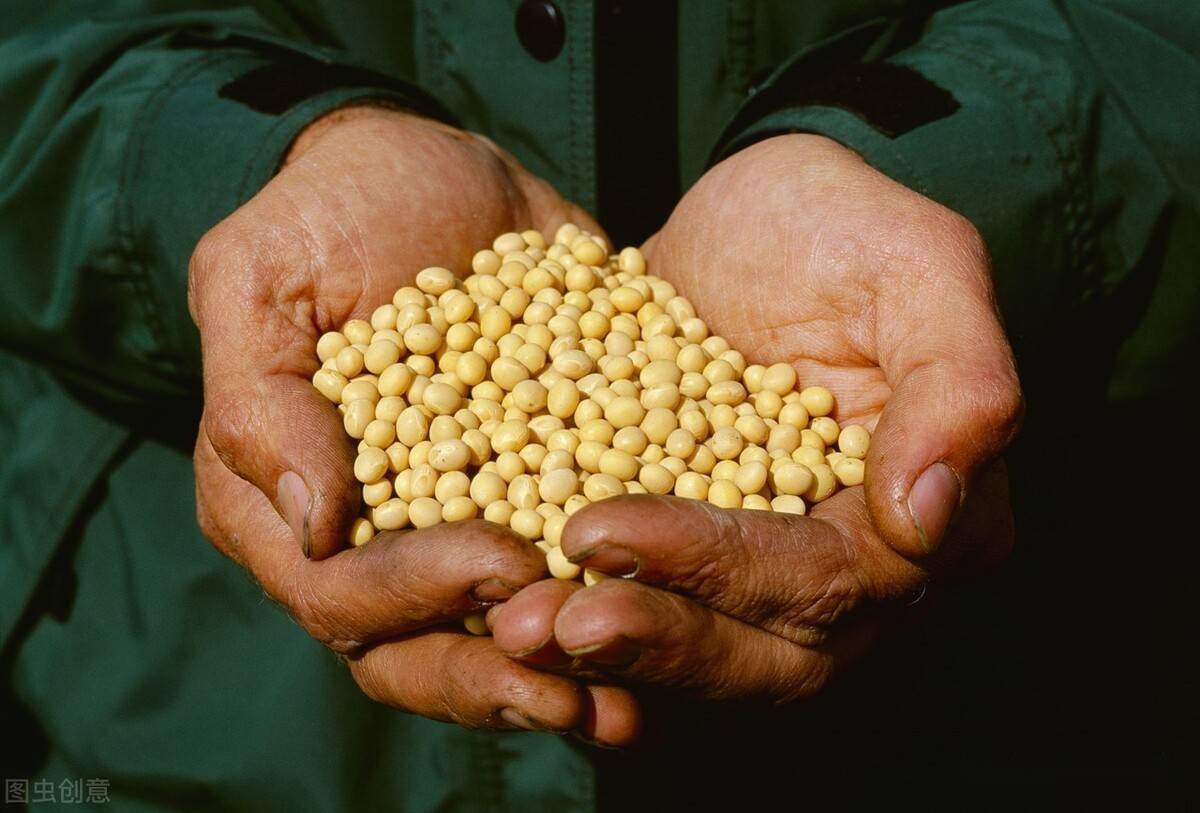美国大豆首次突破1500美分！我国取消5.1万吨美豆订单，咋回事？_搜狐网