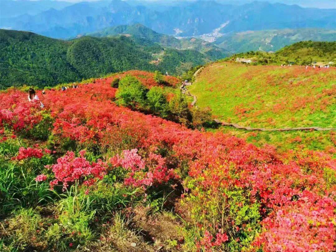 今年的太湖山的杜鵑花可謂是開得紅火,杜鵑花沿著山坡開滿,在山頂還