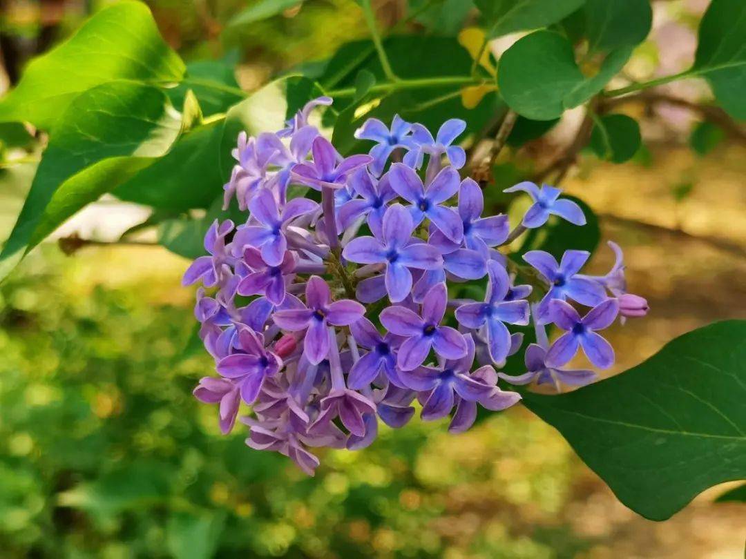 尋一段法源寺的丁香花事