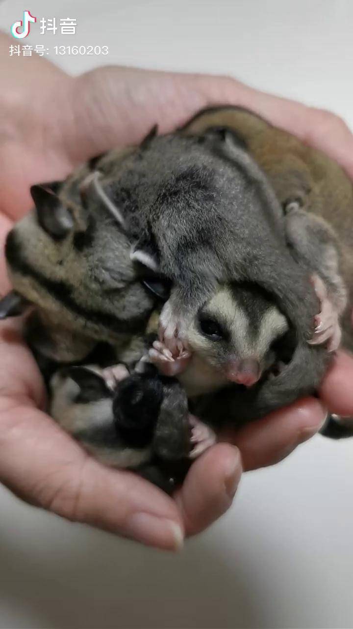 蜜袋鼯蜜袋鼯日常公母都有哦家有萌宠