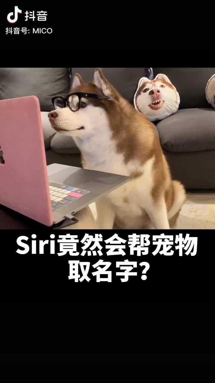 千万别用嘿siri给狗子取名字问出来的问题太伤人萌宠出道计划vlog萌宠