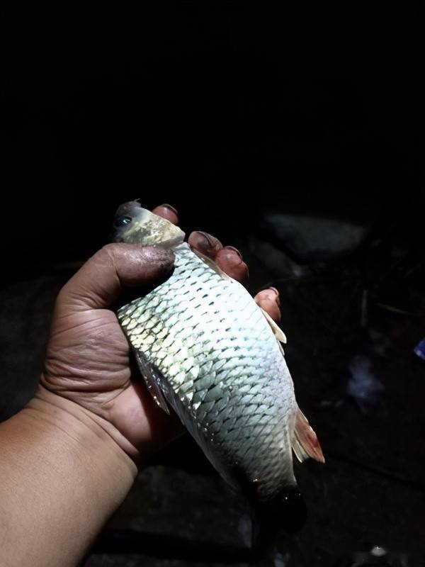 1c03f0716eb447f1b9cae8f2266a28a0.jpeg