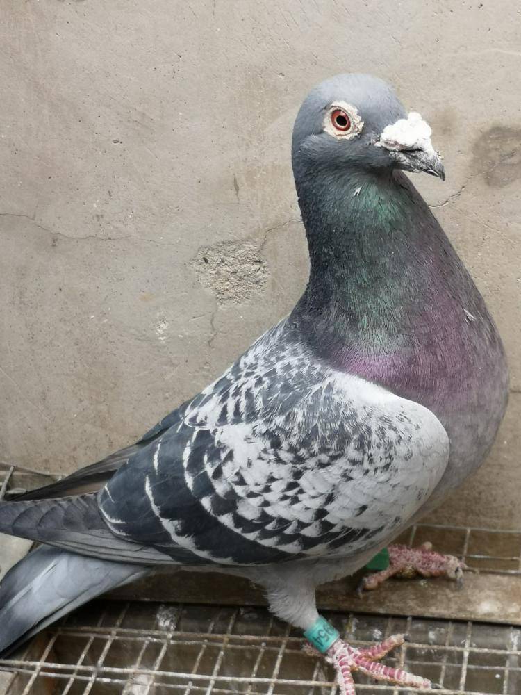 这些做法减少因为养鸽子产生的邻里矛盾