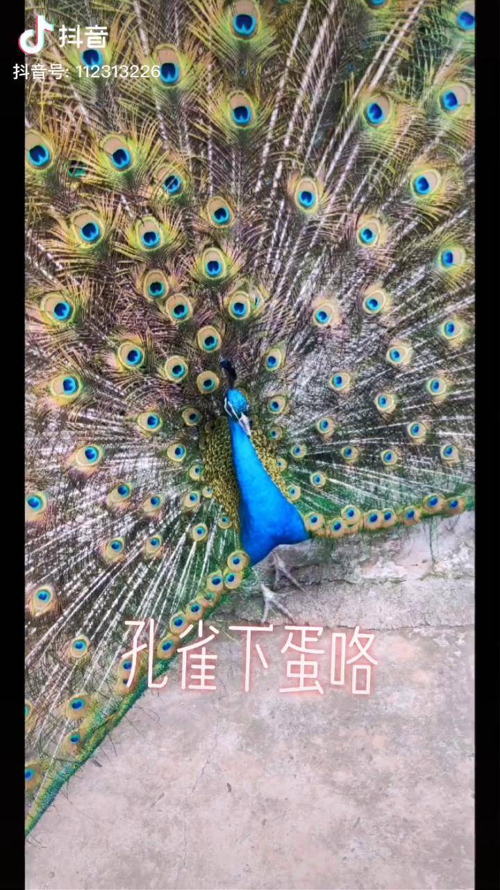 孔雀下蛋咯动物之最孔雀蛋孔雀蛋营养高