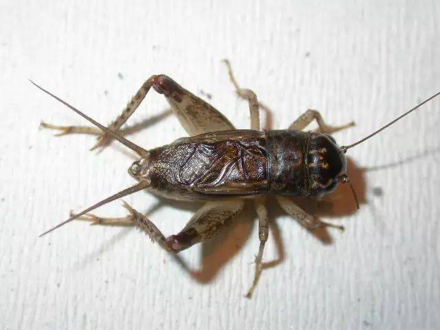 经典必读:蟋蟀直推开毛四要诀_蛐蛐