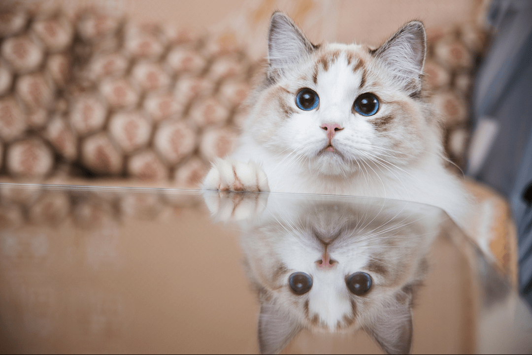 猫宫庄园61新生儿体重停止增长了怎么办