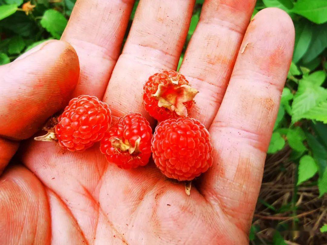 三月泡具有涩精益肾助阳明目醒酒止渴,化痰解毒之功效主治肾虚,遗精