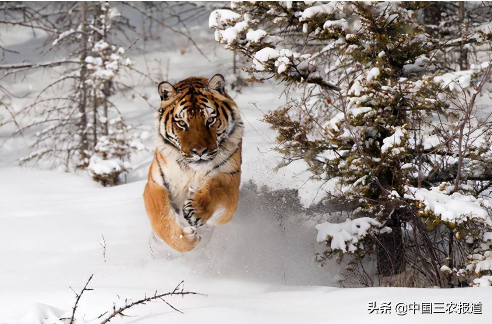 梦境迷踪，解读梦见老虎追着咬我的深层含义