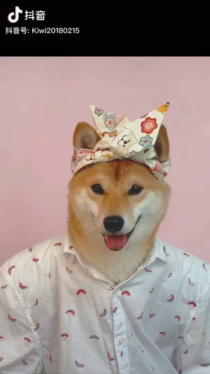 七夕节用玫瑰花表白我家狗子宠物七彩七夕柴犬vlog日常头条宠物