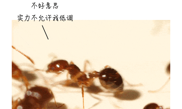 4b16c1071b8c4c8999e97da66f042ba1.gif