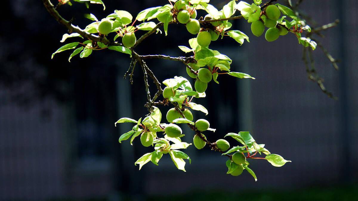 残花落尽,青杏小小,紫燕翩跹,绿水潺潺,时光静好,岁月安暖,这样的暮春