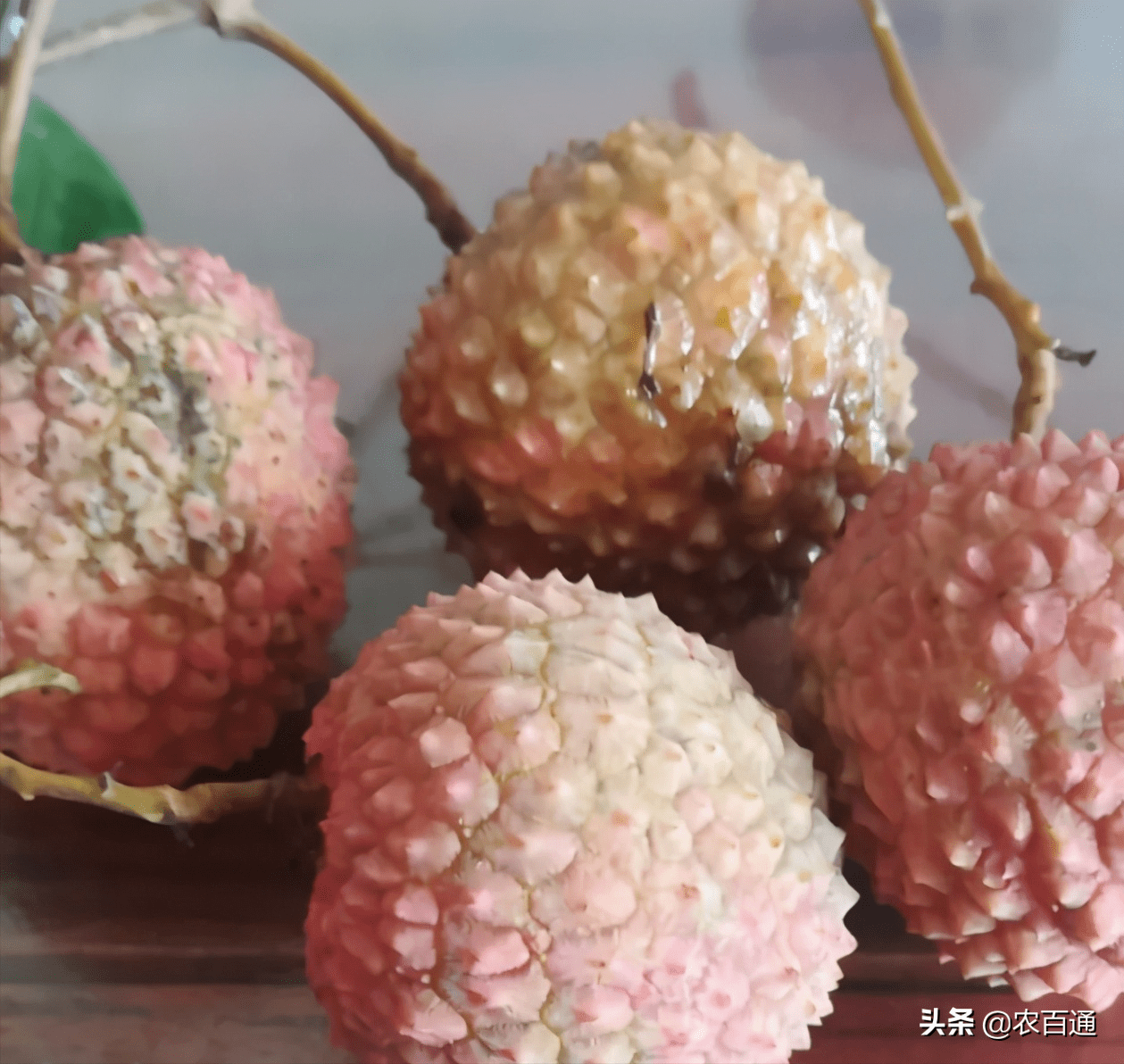 荔枝鸭头绿的病防治