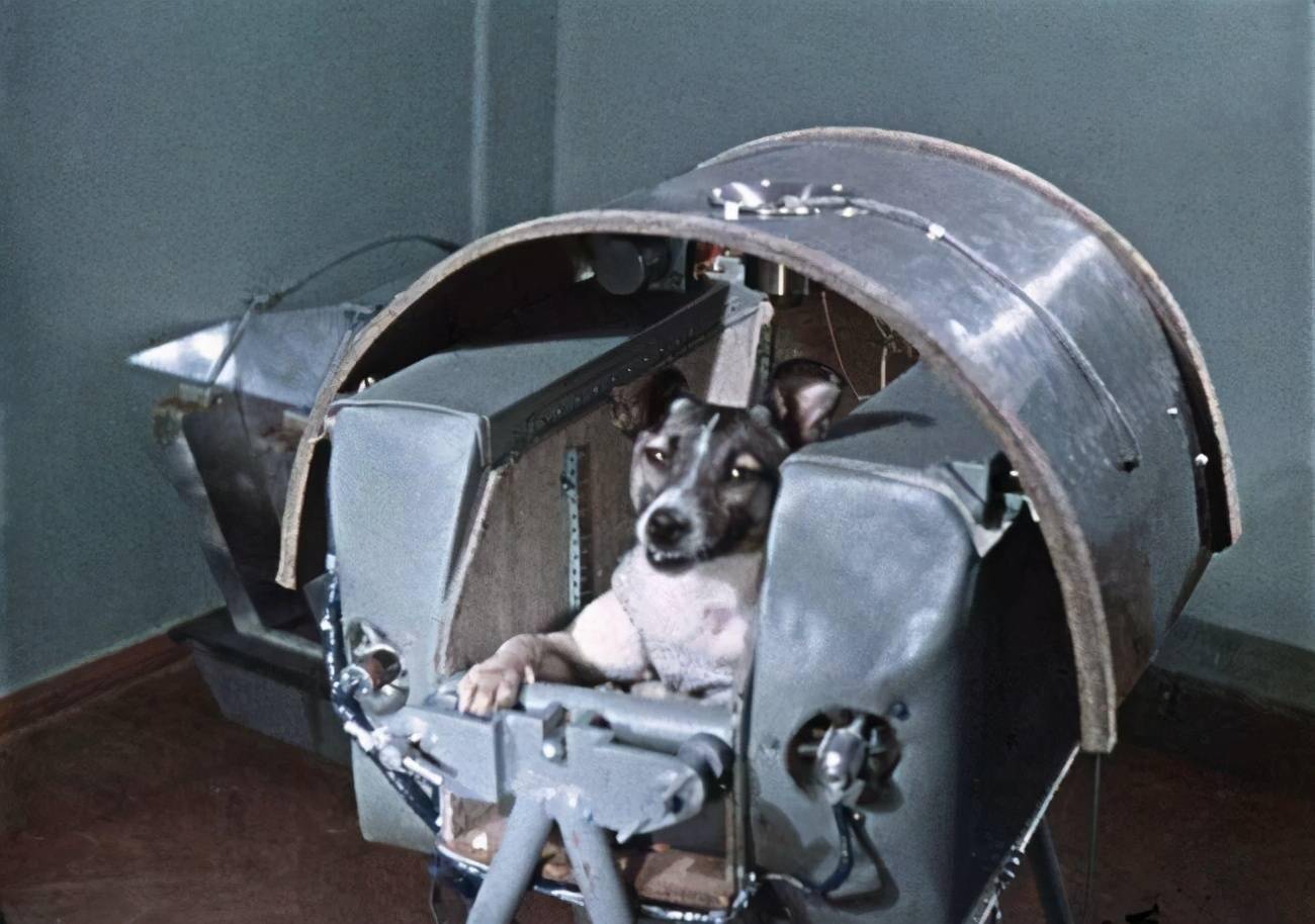 悲催的太空狗莱卡在进入太空前就知回不来死亡真相被隐瞒45年
