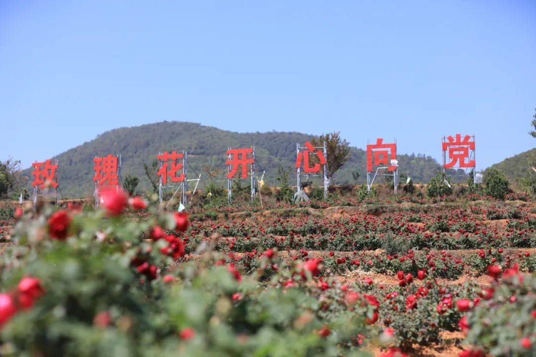 最佳賞花點相連玫瑰山谷,鐵廠村委會片區,窯坡下河東村片區以上花田均