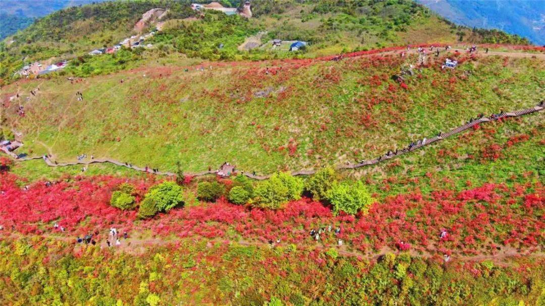 漫山红艳,去智仁抓住这个春末的烂漫吧!