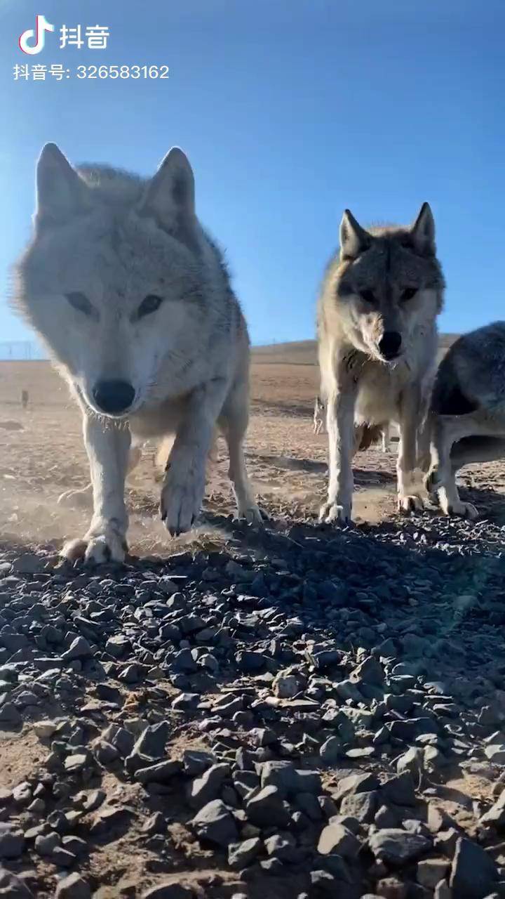 草原上的野狼群