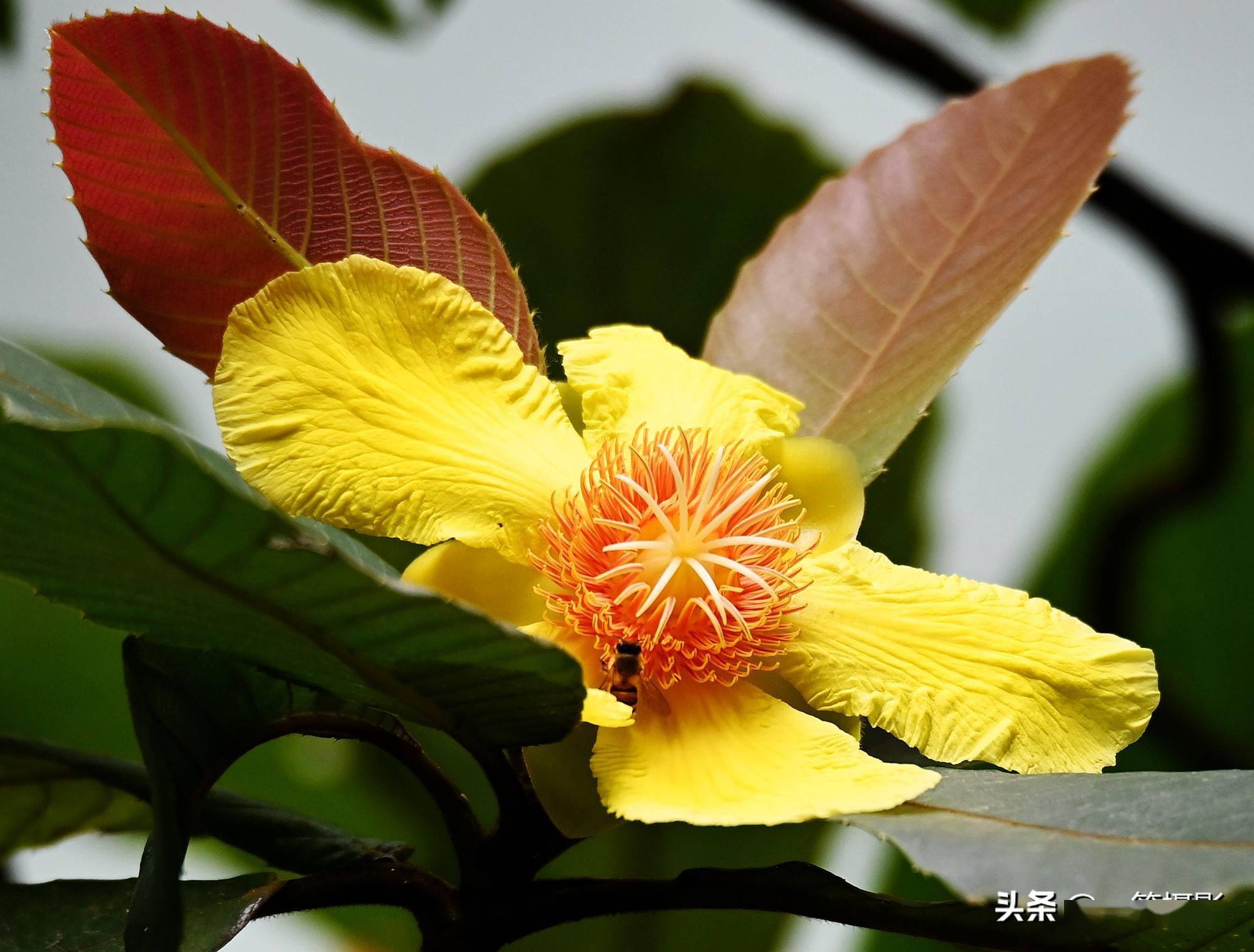 华南植物园里的大花第伦桃花开