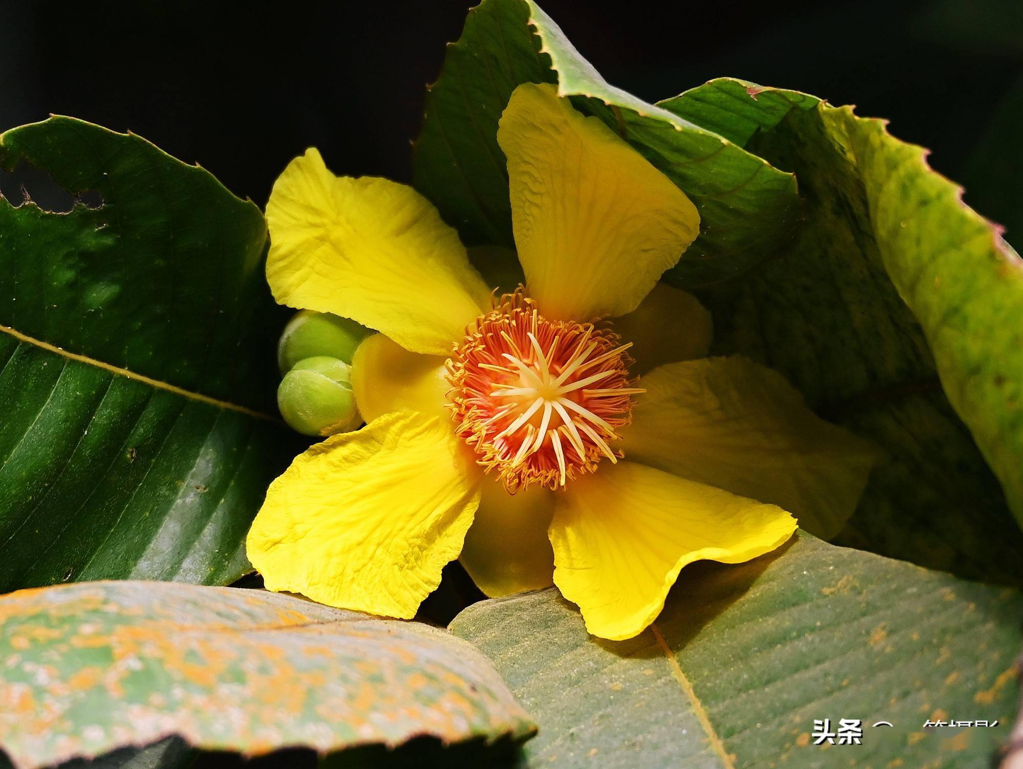 华南植物园里的大花第伦桃花开