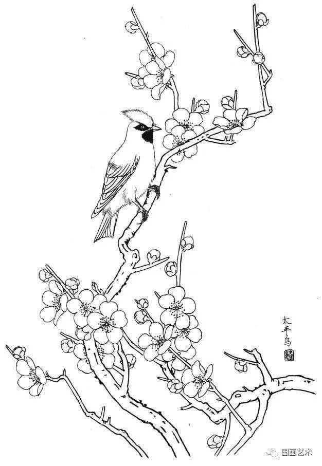 花鸟鱼虫白描画谱分享_禽鸟