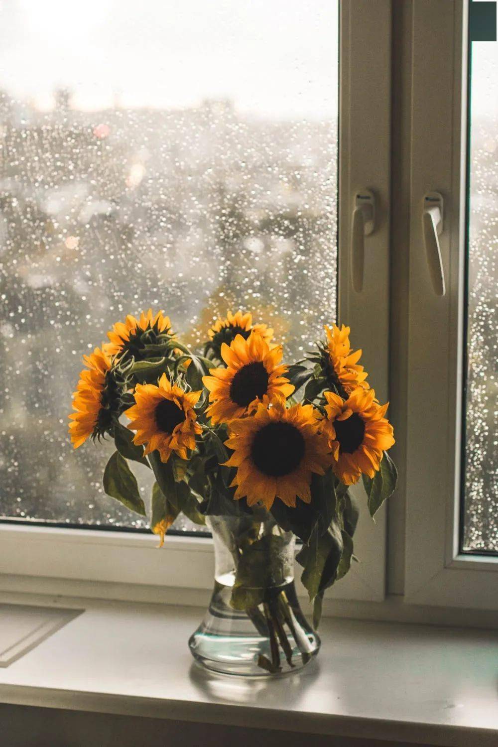 向日葵怎么插花好看向日葵花束搭配图片 自媒体热点