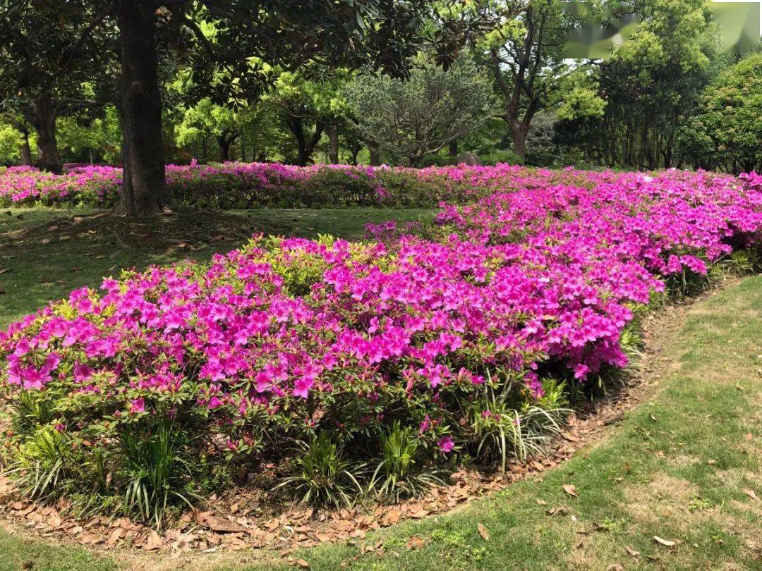 春日尋花丨申城杜鵑花正值觀賞期遊園時別錯過噢