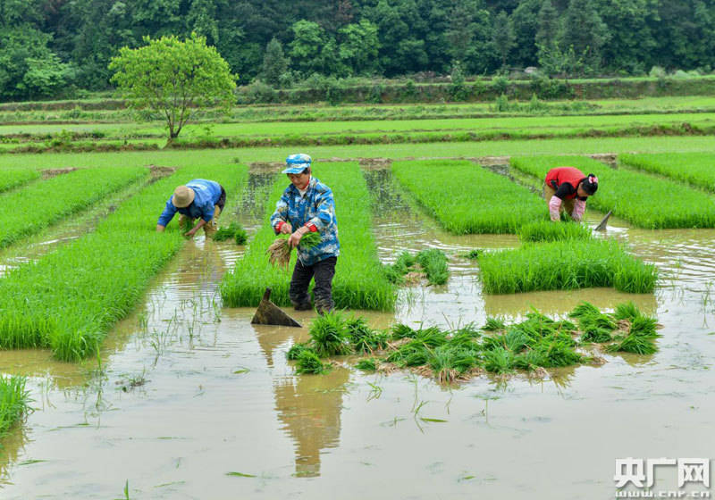 江西进贤传统插秧忙示范保春粮