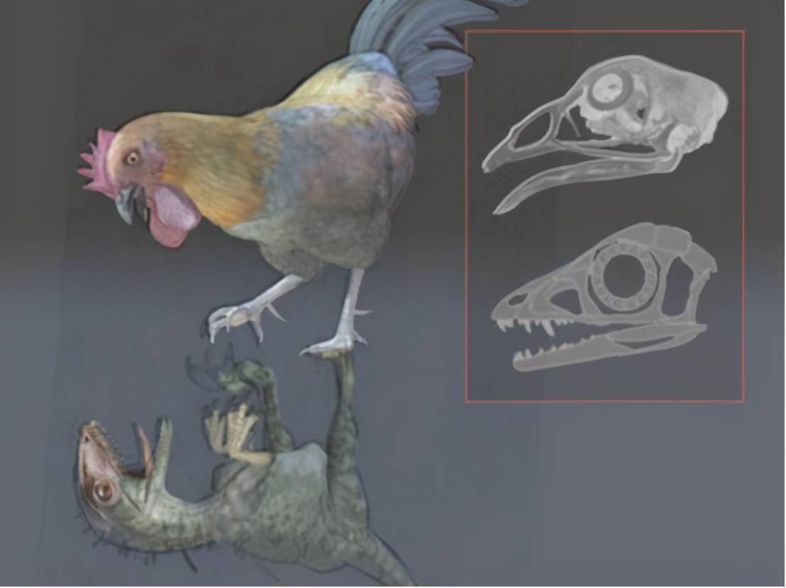 霸王龙进化成鸡图片图片