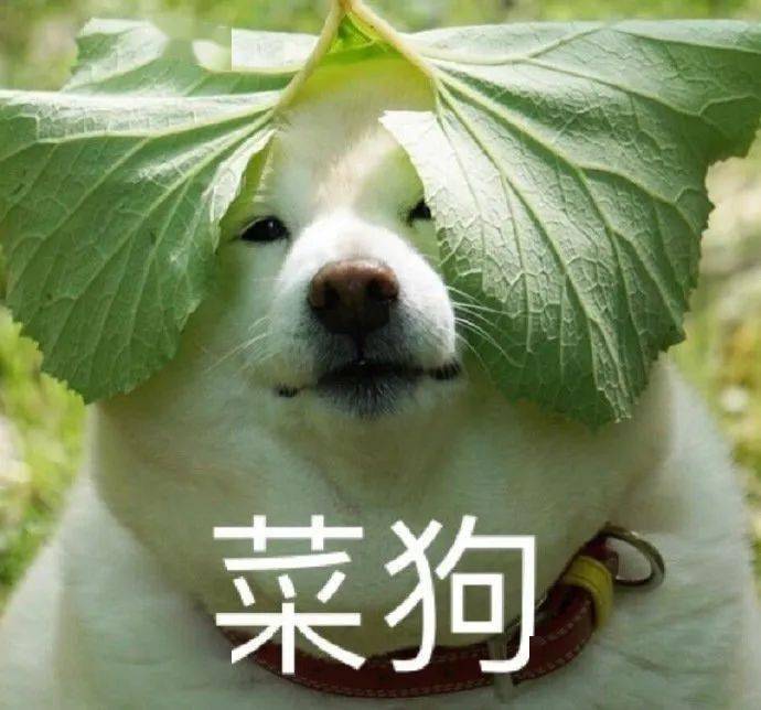 拉花课就这样提前结业了