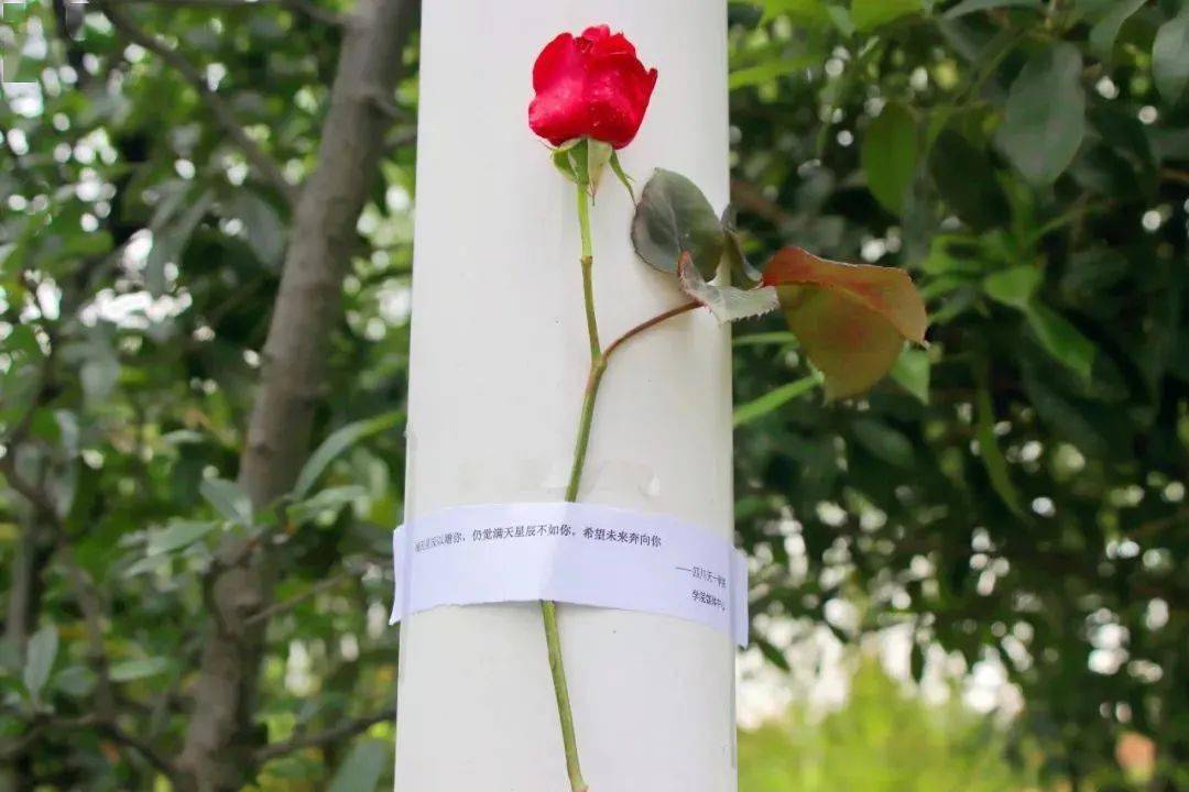 是心动啊应急玫瑰现身四川高校如遇爱情应急取用