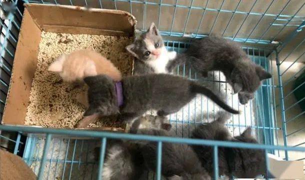 小猫怎么养不会生病 666ad72720b4446cb8ed41d8404b883c.jpeg