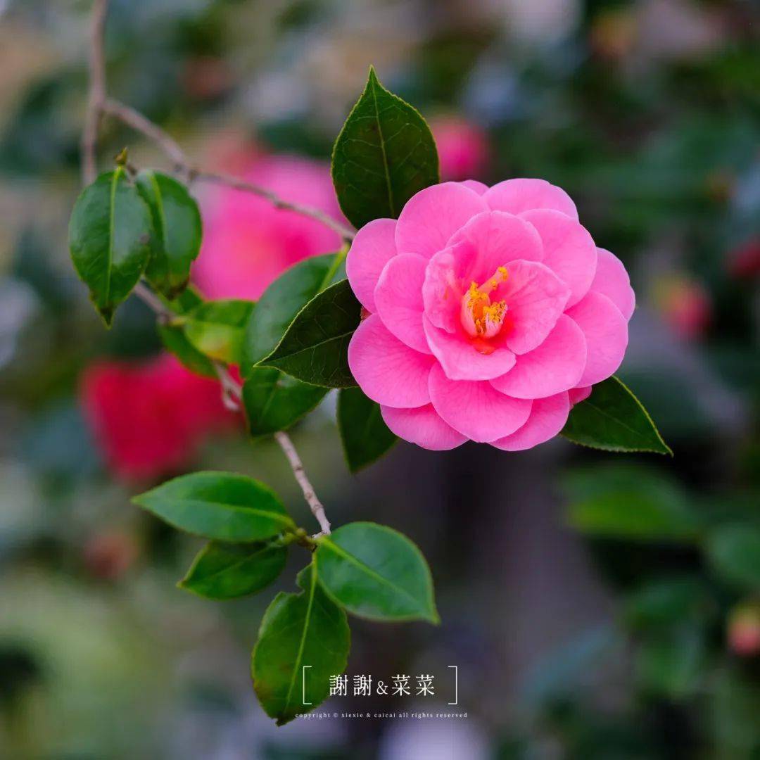 京都的花季 从 椿之寺 开始 京都的100件小事 山茶花