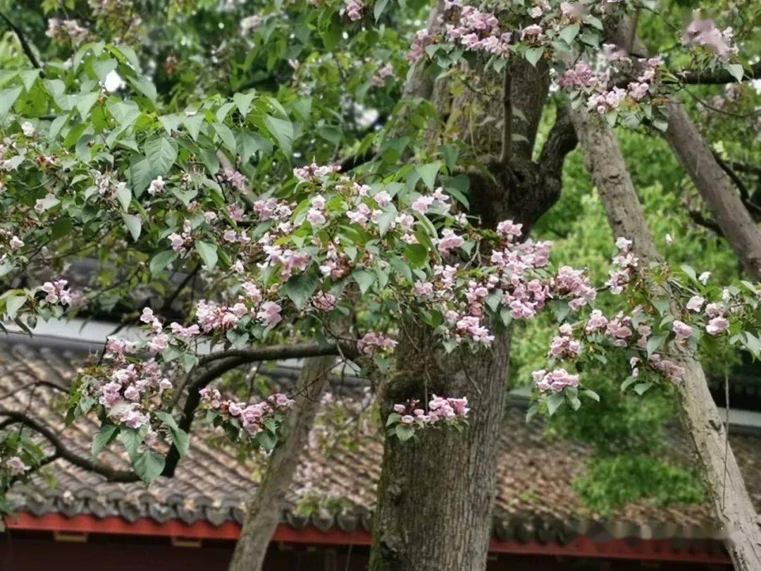 迎春百花宴,独在庙中眠.直到春芳歇,我花始喧妍.参