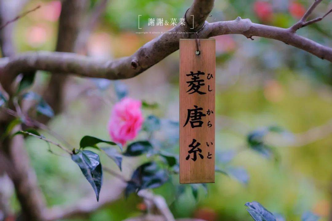 京都的花季 从 椿之寺 开始 京都的100件小事 山茶花