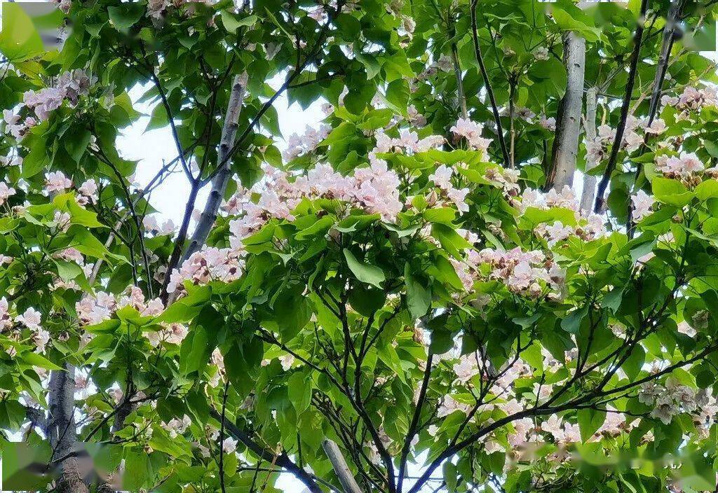 木中之王金丝楸