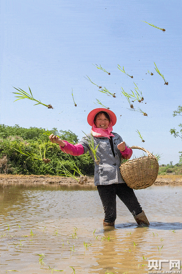 江西湖口:抛秧稳粮