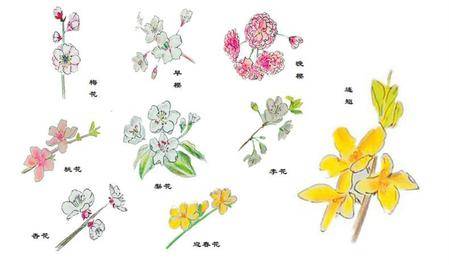 满园春色如何识得 她 花瓣