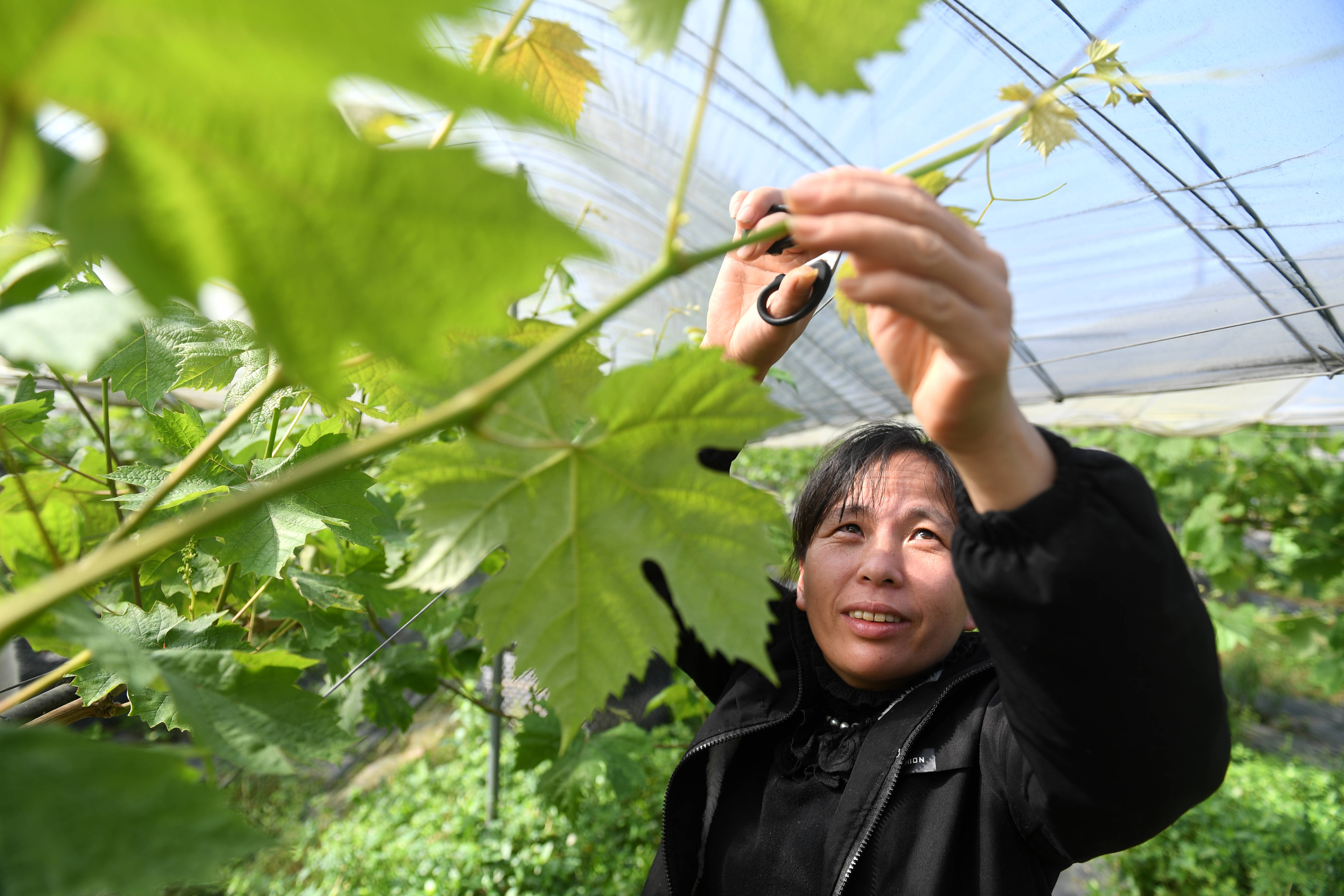 在广西资源县资水丹霞田园综合体内的葡萄园,当地村民在修剪葡萄藤