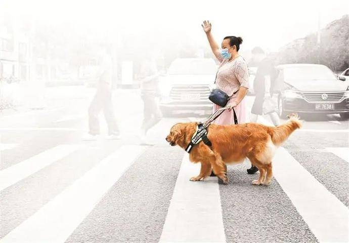 暖心深圳一导盲犬带着主人乘地铁取快递从未走偏