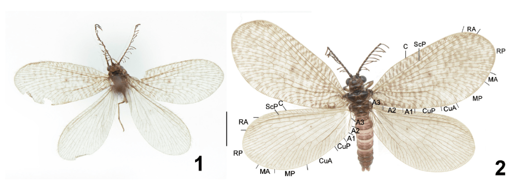 木里栉角蛉dilar muliensis sp nov.