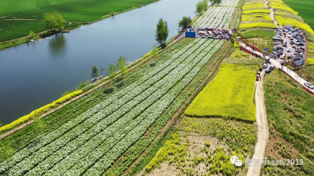吸引众多游客前来赏花观景与千亩油菜花争奇斗艳泗县长沟镇马王村150