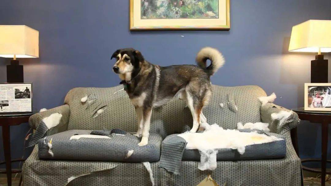 为什么狗喜欢拆沙发?
