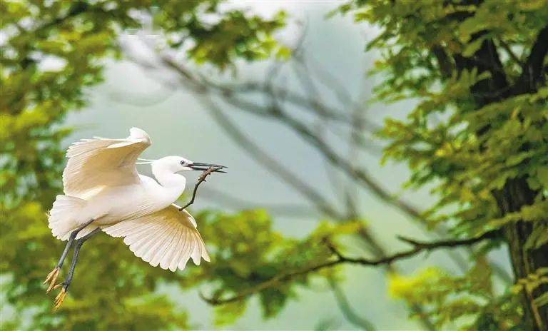 请给白鹭留一个家 安康这片白鹭繁殖地面临困境 皮勇维