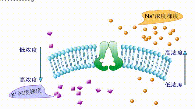 收藏生物精美动图gif知识点get