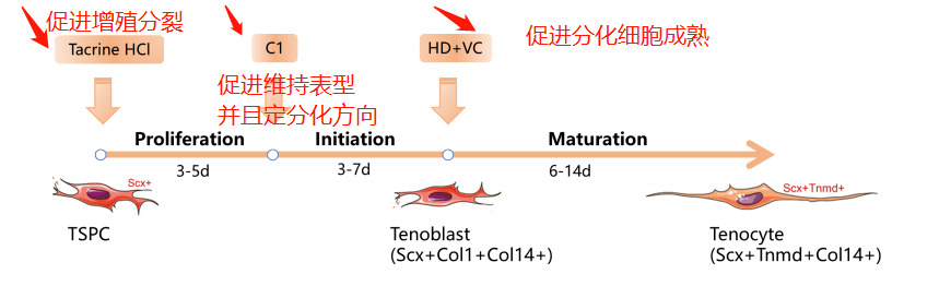 肌腱细胞就是一块块砖头3d打印机构建"钢筋框架"使肌腱细胞附着在"
