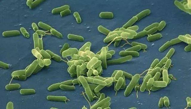 吃人肉细菌漳州一男子杀鱼刺伤手险丧命厦门发生多起