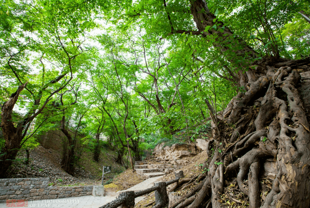 宿州森林公园图片