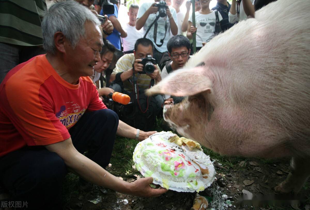 河南猪坚强图片