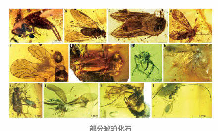 琥珀|南京专家发现最丰富琥珀生物群